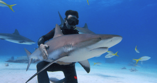 Sharkwater Extinction