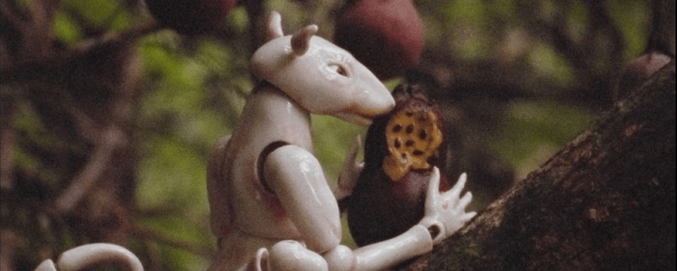 Winter in the Rainforest